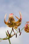 Turk's cap lily